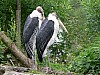 immer zwei 001 - (c) e rockstroh.jpg